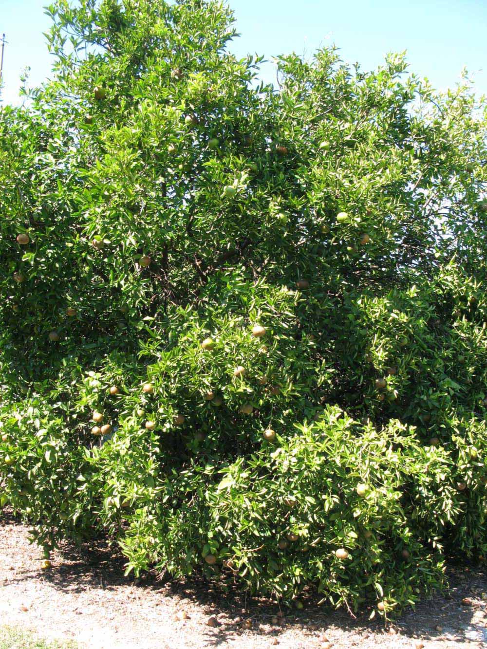            Habit (Winter Haven, FL)   